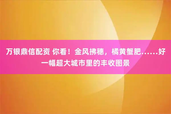 万银鼎信配资 你看！金风拂穗，橘黄蟹肥……好一幅超大城市里的丰收图景